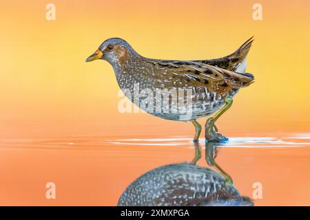 Gefleckte Crake (Porzana porzana), steht im flachen Wasser bei Sonnenuntergang, Italien, Toskana Stockfoto