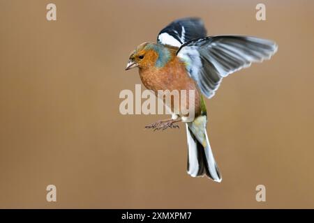 Buchinch, Eurasischer Buchinch, gewöhnlicher Buchinch (Fringilla coelebs), männlicher im Flug, Seitenansicht, Italien, Toskana Stockfoto