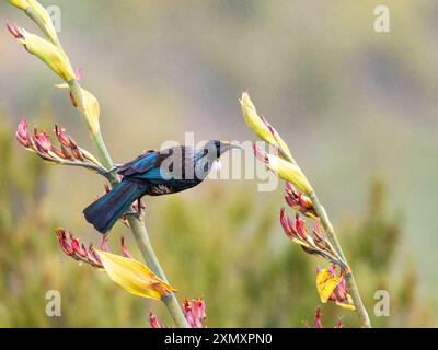 Chatham Island TUI (Prosthemadera novaeseelandiae chathamensis, Prosthemadera chathamensis), auf einem Stamm einer tropischen Pflanze bei leichtem Regen, Stockfoto