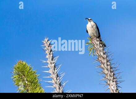 Der Sichelschnabelvanga (Falculea palliata) ist auf einer stacheligen Pflanze, einer der größten Vanga-Arten und endemisch in Madagaskar, Madag Stockfoto