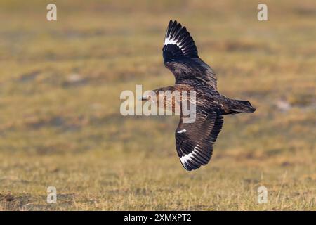 Great Skua, Bonxie (Stercorarius skua, Catharacta skua), im Flug, Seitenansicht, Island Stockfoto