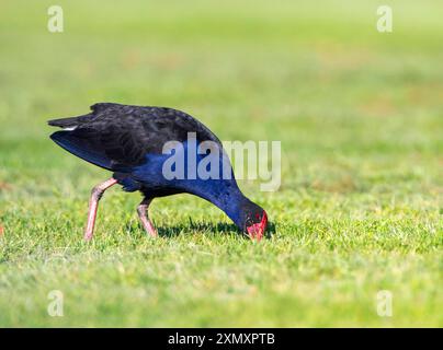Australasischer Sumpf, Purpurswamphen, Pukeko (Porphyrio melanotus melanotus, Porphyrio melanotus, Porphyrio porphyrio melanotus), gehen auf einem Rasen Stockfoto
