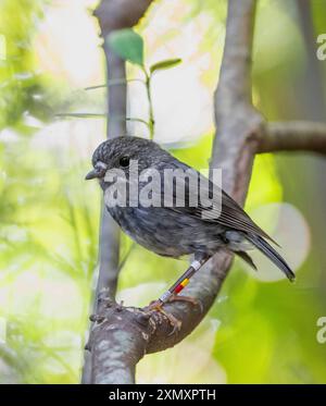 North Island Robin (Petroica longipes, Petroica australis longipes), Ringvogel, sitzend auf einem Zweig, Neuseeland, Nördliche Insel Stockfoto