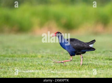 Australasischer Sumpf, Purpurswamphen, Pukeko (Porphyrio melanotus melanotus, Porphyrio melanotus, Porphyrio porphyrio melanotus), Spaziergang auf einem Rasen, Stockfoto