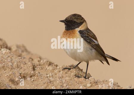 Kaspischer Steinechat, asiatischer Steinechat (Saxicola maurus variegatus), auf Sand stehend, Kuwait Stockfoto