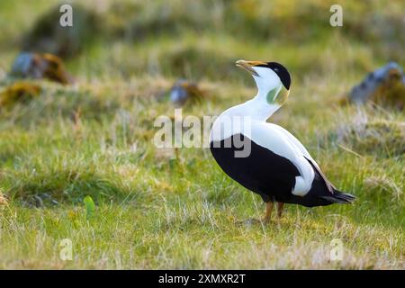 Eidereider (Somateria mollissima borealis. Somateria borealis), erwachsener Mann, der auf der Tundra steht, ruft, Island, Hvalsnes Stockfoto