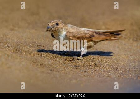 Fels martin, Eurasischer Fels martin (Ptyonoprogne rupestris, Hirundo rupestris), Schlamm sammeln, Seitenansicht, Italien Stockfoto