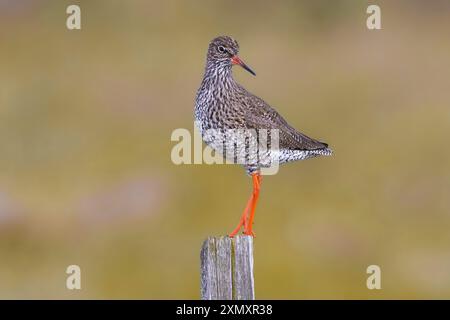 Isländischer Rotschenkel (Tringa totanus robusta), auf einem Pol stehend, Island, Hvalsnes Stockfoto