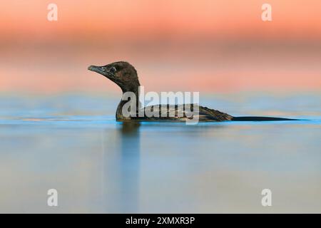 Pygmäen-Kormoran (Phalacrocorax pygmeus, Microcarbo pygmaeus), Schwimmen auf dem Wasser im Morgenlicht, Italien, Toskana, Colli Alti Stockfoto