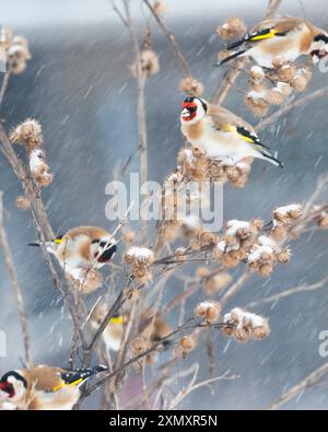 Eurasischer Goldfink (Carduelis carduelis), Gruppe auf einer Distel während eines schweren Schneesturms, Niederlande, Nordholland Stockfoto