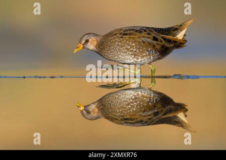 Gefleckte Crake (Porzana porzana), stehend im flachen Wasser, Italien, Toskana Stockfoto