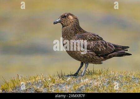 Große Skua (Stercorarius skua, Catharacta skua), stehend auf einer Wiese, Seitenansicht, Island, Joekulsárlón-Gletscher Stockfoto