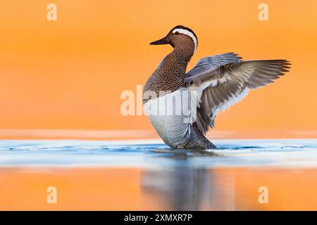 Garganey (Spatula querquedula, Anas querquedula), männlich mit den Flügeln auf einem See, Italien, Toskana, Colli Alti Stockfoto