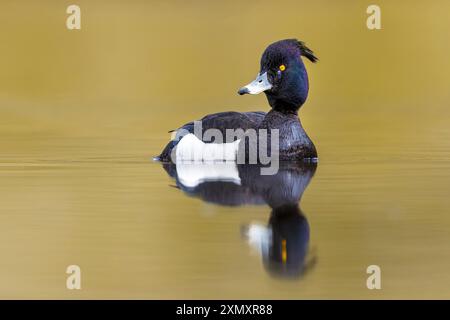 Getuftete Ente, getuftete Pochard (Aythya fuligula), schwimmender drake, Island Stockfoto