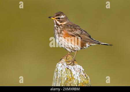 Islandischer rotflügel (Turdus iliacus coburni, Turdus coburni), auf einem verfaulten Holzpfosten, Seitenansicht, Island, Bloenduós Stockfoto