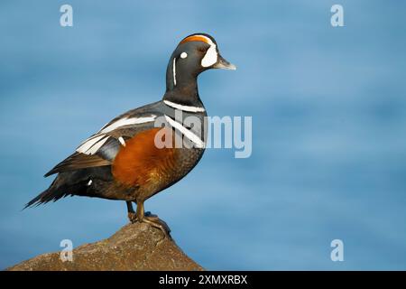 harlekin-Ente (Histrionicus histrionicus), erwachsener Mann, der auf einem Felsen am Rande eines Sees in Island steht Stockfoto