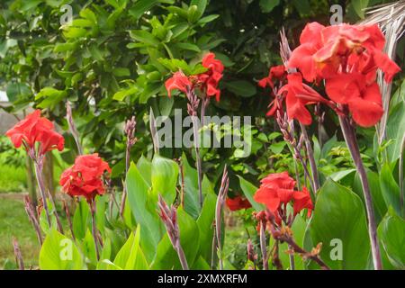 Rote Blüten von Canna indica oder indische Shot Blume, die blühen und von der Morgensonne beleuchtet werden Stockfoto