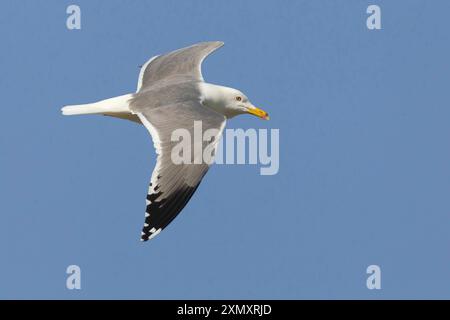 Baraba-Möwe (Larus cachinnans barabensis, Larus barabensis), im Gleitflug am blauen Himmel, Seitenansicht, Kuwait, Sharq Harbour Stockfoto