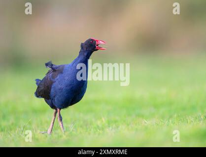 Australasischer Sumpf, Purpurswamphen, Pukeko (Porphyrio melanotus melanotus, Porphyrio melanotus, Porphyrio porphyrio melanotus), Spaziergang auf einem Rasen, Stockfoto
