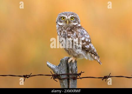 Kleine Eule, Eule von Athena, Eule von Minerva (Athene noctua), die auf einem Stacheldrahtzaun sitzt, in Richtung Kamera blickt, Italien, Toskana, Piana fiorentina, Tanne Stockfoto