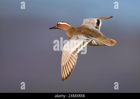 Garganey (Spatula querquedula, Anas querquedula), Flying drake, Seitenansicht, Italien, Toskana Stockfoto