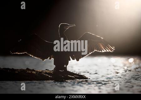 Chinesischer Kormoran (Phalacrocorax carbo sinensis, Phalacrocorax sinensis), der am Ufer thront und die Flügel trocknet, Italien, Toskana, Piana Fior Stockfoto