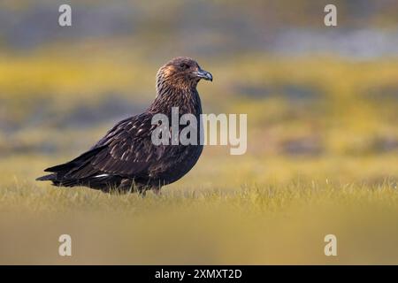 Tolle Skua, Bonxie (Stercorarius skua, Catharacta skua), auf dem Boden, Seitenansicht, Island Stockfoto