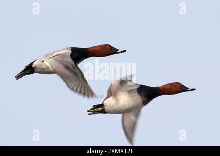 Pochard (Aythya ferina, Anas ferina), zwei Erwachsene im Flug, Niederlande, Nordholland Stockfoto