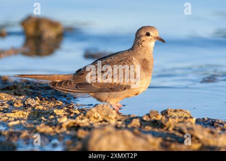 Trauertaube, amerikanische Trauertaube, Carolina Taube, Carolina Turtle-Taube, Turtle Taube (Zenaida macroura), liegt am Ufer des Mono Lake, USA, Kalifornien Stockfoto