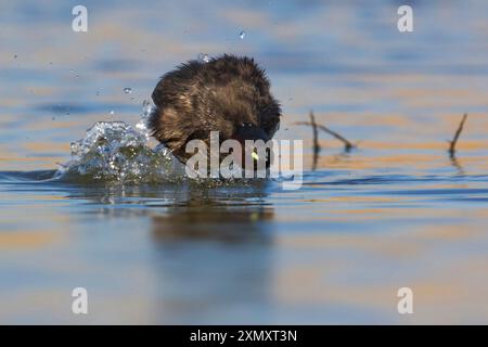 Kleiner Grebe (Podiceps ruficollis, Tachybaptus ruficollis), der über das Wasser läuft, Italien, Toskana, Piana fiorentina; Oasi della Querciola Stockfoto