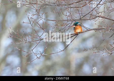 river kingfisher (Alcedo atthis), weibliches, das im Winter auf einem Ast sitzt, Niederlande, Nordholland Stockfoto