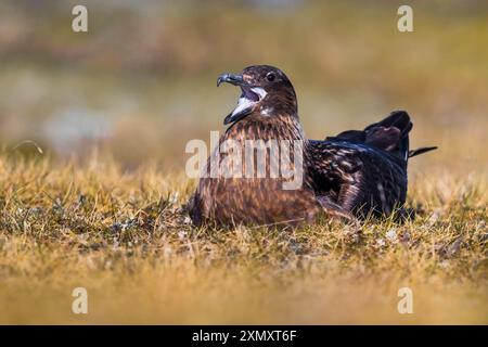 Große Skua, Bonxie (Stercorarius skua, Catharacta skua), Barsche, die das Nest auf dem Boden rufen, Island Stockfoto