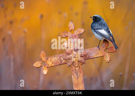 Schwarzer Rotstart (Phoenicurus ochruros), auf einem Grabkreuz aus Kunstguss, Italien, Toskana Stockfoto