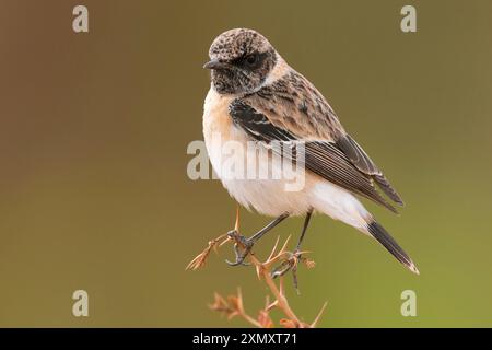 Sibirischer Steinechat, asiatischer Steinechat (Saxicola maurus), auf einem Zweig stehend, Kuwait Stockfoto