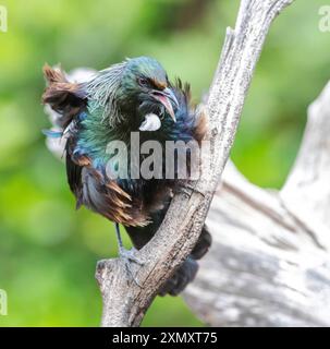 Pfarrvogel, Parsonbird, Tui (Prosthemadera novaeseelandiae novaeseelandiae, Prosthemadera novaeseelandiae), auf einem Ast sitzend, rufend, Neuseeland Stockfoto