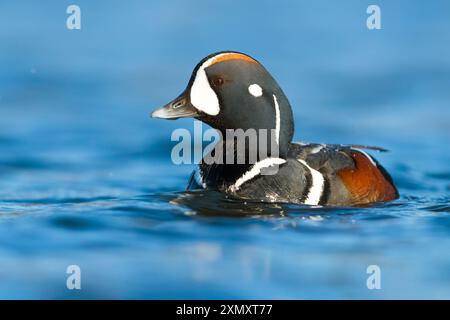 harlequin-Ente (Histrionicus histrionicus), erwachsener Mann schwimmt auf einem Tundra-See, Island Stockfoto