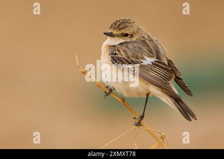 Sibirischer Steinechat, asiatischer Steinechat (Saxicola maurus), auf einem Zweig, Kuwait, Al Abraq Farm Stockfoto