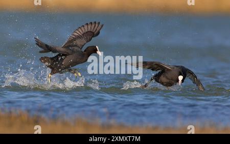 Fulica atra (Fulica atra), der einen weiteren schwarzen Huhn verjagt, Italien, Toskana, Stagno di Padule; Piana fiorentina, Florenz Stockfoto