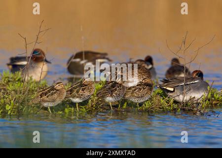 Nordamerikanisches Grünflügelgrün (Anas crecca carolinensis, Anas carolinensis), Truppe, die am Ufer thront, Italien, Toskana Stockfoto