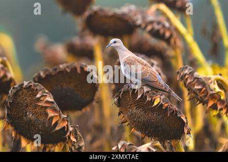 Schildkrötentaube, europäische Schildkrötentaube (Streptopelia turtur), junge Schildkrötentaube, die auf einer getrockneten Sonnenblume in einem Sonnenblumenfeld thront, Seitenansicht, Italien, Tu Stockfoto