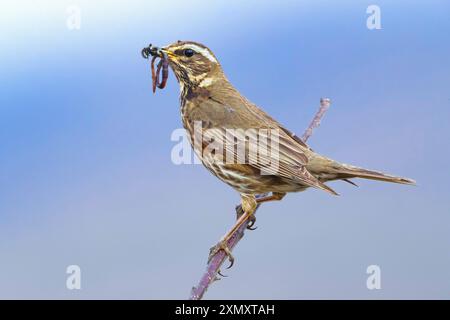 Islandischer rotflügel (Turdus iliacus coburni, Turdus coburni), auf einem Zweig mit Regenwurm im Stiel, Seitenansicht, Island, Silfrastadhir - Akrah Stockfoto