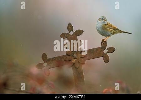 Dunnock, Hedge accentor, Hedge Spatrow, Hedge Sebler, Titeln (Prunella modularis), auf einem Grabkreuz aus Kunstguss, Italien, Toskana, Pi Stockfoto