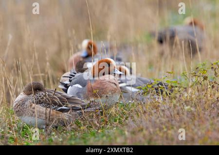 Europäische Witwe (Anas penelope, Mareca penelope), Truppe im Gras, Italien, Toskana Stockfoto