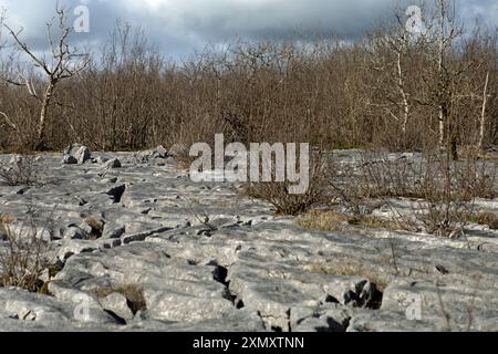 Kalksteinpflaster auf dem Gipfelplateau Hutton Roof Crags bei Burton in Kendal Westmorland und Furness England Stockfoto