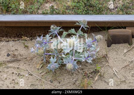 Blühende Sea Holly, Eryngium maritimum, wächst neben einer Eisenbahnlinie in West Wales. Stockfoto