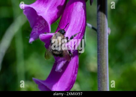 Farbenfrohes Makrobild einer Hummel, die im Sommer auf einer leuchtend violetten Foxhandschuhblume (Digitalis purpurea) ruht. Stockfoto