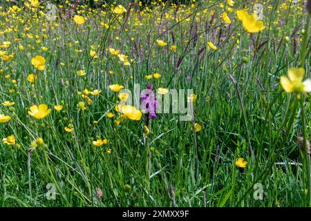 Frühe Purple Orchidee (Orchis mascula) und Wiesen-Butterblumen (Ranunkulus acris) und Gräser in einer farbenfrohen, Devon, Sommer, Wild Flower Meadow. Stockfoto