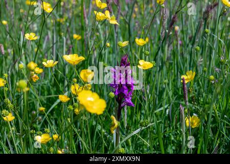 Frühe Purple Orchidee (Orchis mascula), Wiesen-Schmetterlinge (Ranunkulus acris) und Gräser in einer farbenfrohen, Devon, Sommer- und Wildblumenwiese. Stockfoto