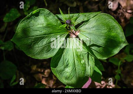 Sehr giftige Pflanze Rabenauge vierblättrige Paris quadrifolia auch bekannt, Beere oder True Lovers Knot wächst in der Wildnis in einem Wald. Stockfoto