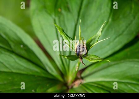 Sehr giftige Pflanze Rabenauge vierblättrige Paris quadrifolia auch bekannt, Beere oder True Lovers Knot wächst in der Wildnis in einem Wald. Stockfoto